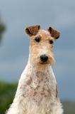 FOX TERRIER 648